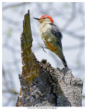 20170519-3 3644 Red-bellied Woodpecker.jpg