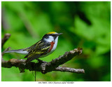 20170603 1202 Chestnut-sided Warbler.jpg