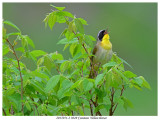 20170519-2 3049 SERIES - Common Yellowthroat.jpg