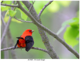 20170605 1756 Scarlet Tanager.jpg