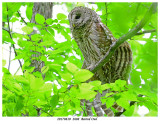 20170610  2608  Barred Owl.jpg