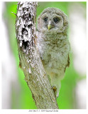 20170613-1 3059 Barred Owlet.jpg
