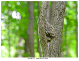 20170612-1  2980 SERIES -  Barred Owlet.jpg