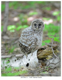 20170612-1 3160 Barred Owlet.jpg