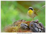 20170519-2 2898 Common Yellowthroat r2.jpg