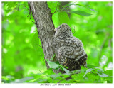20170612-2 3251 SERIES - Barred Owlet.jpg