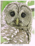 20170610 2167 Barred Owl.jpg