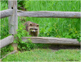 20170603 0987 Racoon2.jpg