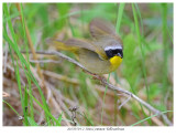20170519-2 3046 Common Yellowthroat.jpg
