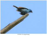 20170603 1216 SERIES - Indigo Bunting.jpg