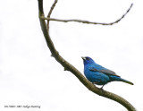 20170603 1005 Indigo Bunting.jpg