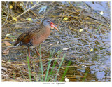 20170619  3809  Virginia Rail.jpg