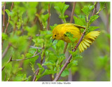 20170511 9430 Yellow Warbler xxx.jpg