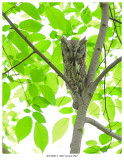 20170602-1 0691 Eastern Screech Owl.jpg
