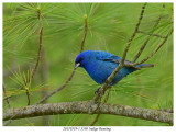 20170519-1 3530 Indigo Bunting.jpg