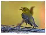 20170517-1 2396 Pine Warbler.jpg