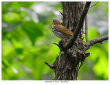 20170619 4252 Ovenbird.jpg
