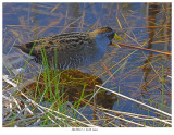 20170517-1 2128 Sora.jpg