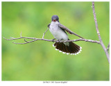 20170623  5302  Eastern Kingbird.jpg