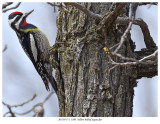 20170517-3 1500  Yellow-bellied Sapsucker.jpg