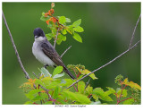 20170623  4621  Eastern Kingbird.jpg