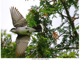 20170623  4886  Eastern Kingbird.jpg