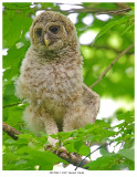 20170613 4707 Barred Owlet xxx.jpg