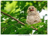 20170613  4554  Barred Owlet.jpg