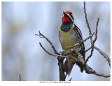 20170517-3 1519 Yellow-bellied Sapsucker.jpg