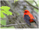 20170605 1805 Scarlet Tanager.jpg