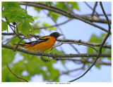 20170602-1 9865 Baltimore Oriole.jpg