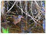 20170619 3665 SERIES - Virginia Rail.jpg