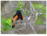 20170517-3 1051 American Redstart.jpg