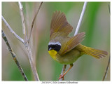 20170519-2 2826 Common Yellowthroat.jpg