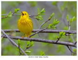 20170511 9496 Yellow Warbler xxx.jpg