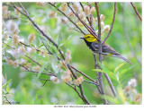 20170602  0162  Black-throated Green Warbler.jpg