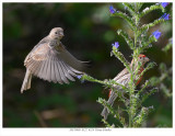20170809 8527 8524 House Finches.jpg