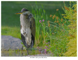 20170809 8406 Great Blue Heron.jpg