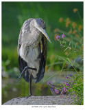 20170809 8427 Great Blue Heron.jpg