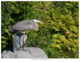 20170809 8257 Great Blue Heron.jpg