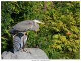 20170809  8257  Great Blue Heron.jpg