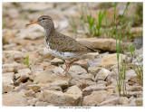 20170619 4161 Spotted Sandpiper.jpg