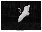20170805 7899 Great Egret r1.jpg