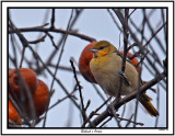 20151207 115 Bullock’s Oriole 2.jpg