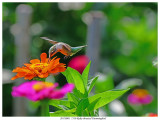 20170805 7530 Ruby-throated Hummin.jpg
