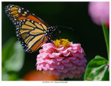 20170818 9511 Monarch Butterfly r1.jpg