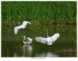 20170805 7726 Great Egret.jpg