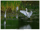 20170805 7679 Great Egrets.jpg