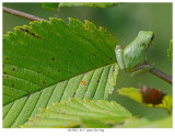 20170821 0157 Gray Tree Frog.jpg