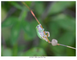 20170821  0086  SERIES - Gray Tree Frog.jpg